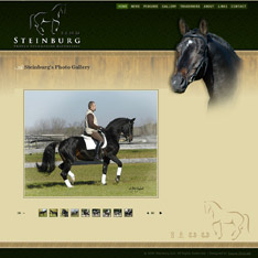 Steinburg: Trakehner Stallion