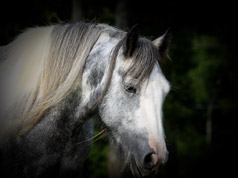 Contact Equine Originals - Photography by Equine Originals